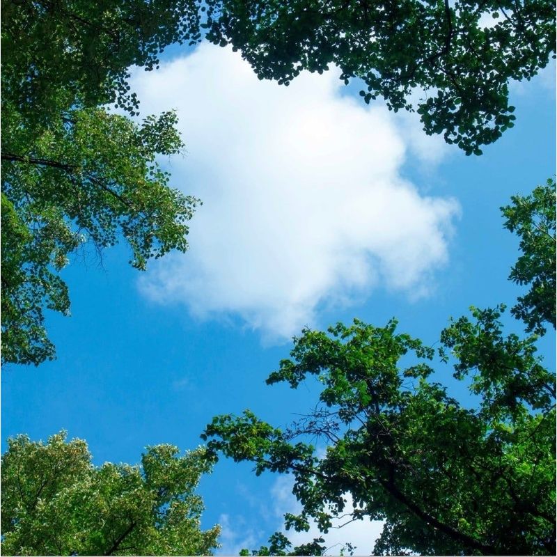 Fotoprint wolk met bos - 1 acrylplaat met print, voor 60x60 cm LED panelen