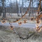 4m Kerstverlichting met flower effect, 10 sterren