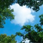 Fotoprint wolk met bos - 1 acrylplaat met print, voor 60x60 cm LED panelen