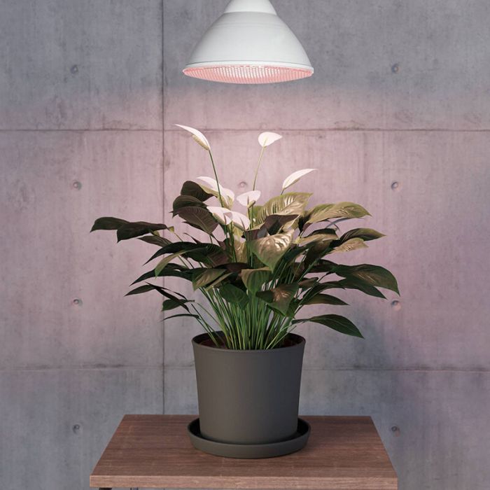 E27 LED PAR lamp voor planten, 16W, 3500K